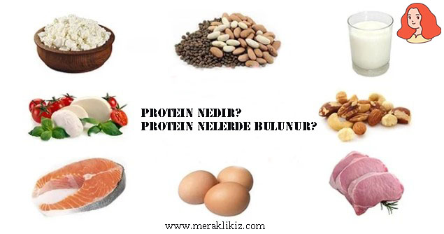 protein nedir